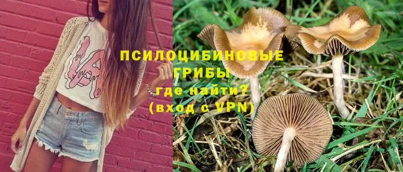 MEGA ССЫЛКА  сколько стоит  Иркутск  Галлюциногенные грибы Magic Shrooms 